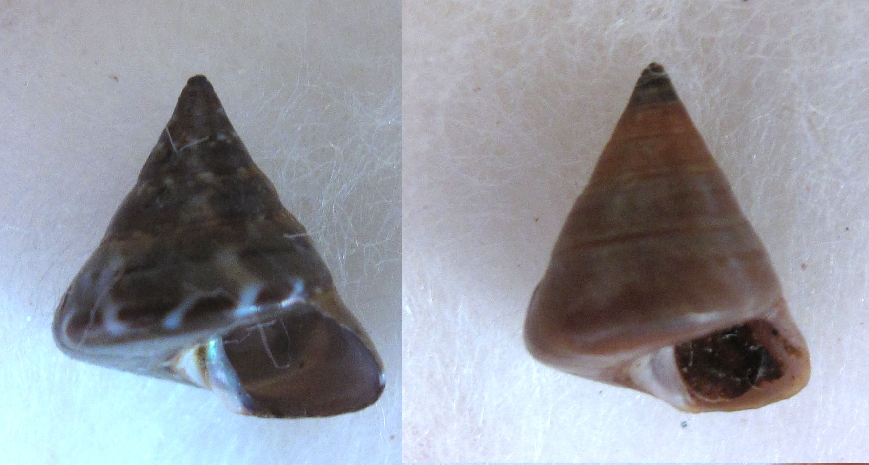 Calliostoma Punta Ala e auguri